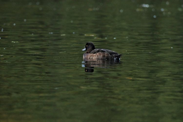 Duck swimming in a lake