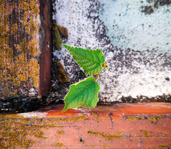 Close-up of green plant against wall