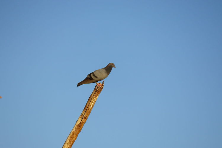 A pigeon perching on neem stem with blue sky background