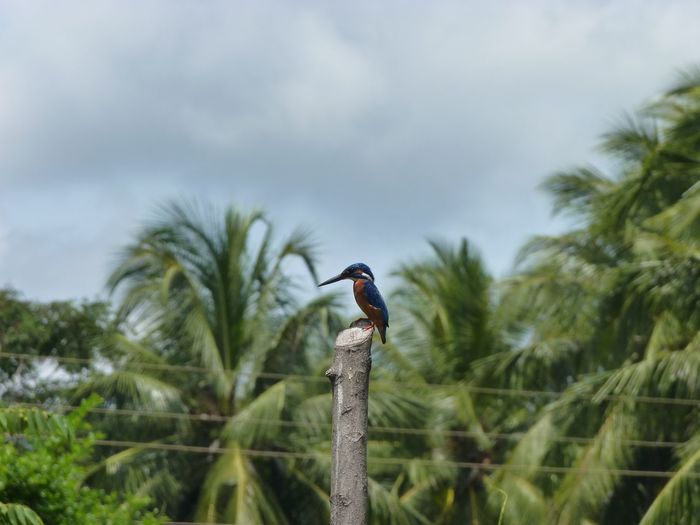 Kingfisher perching on tree against sky