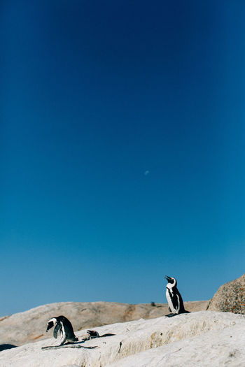 Penguins on rock against blue sky