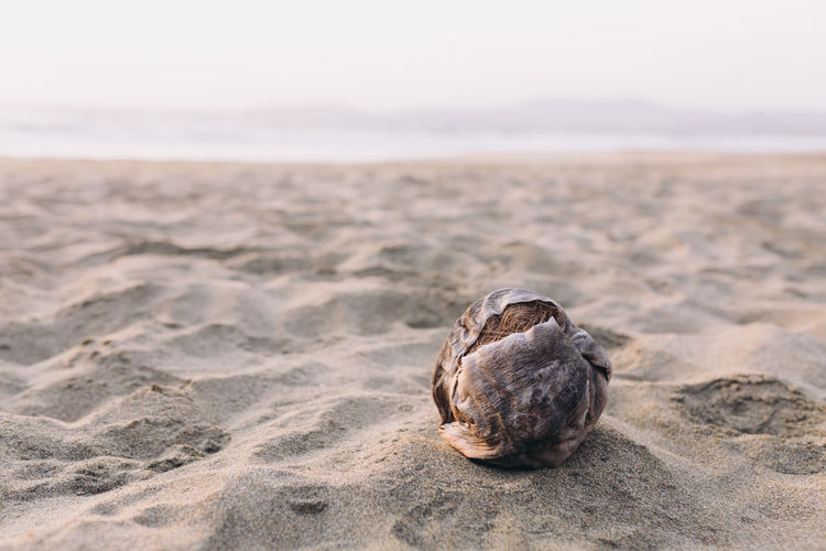 View of coconut on beach