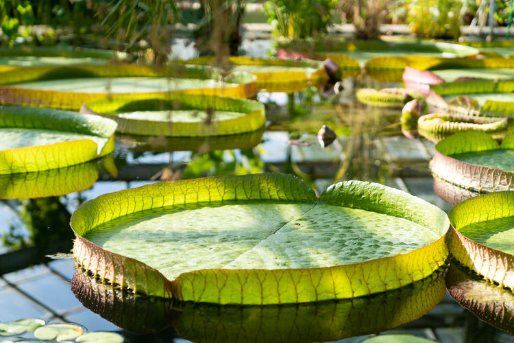 Glasshouse with tropical victoria amazonica, giant water lily and aquatic plants.