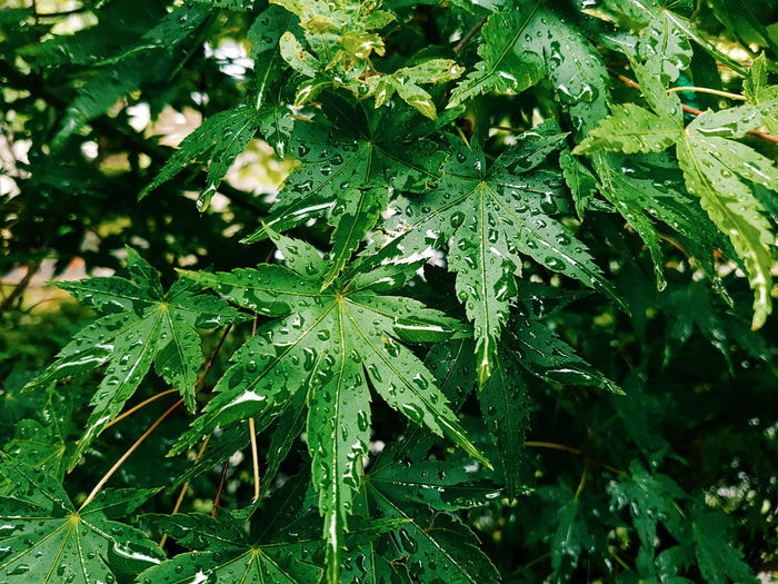 Close-up of wet plants during monsoon