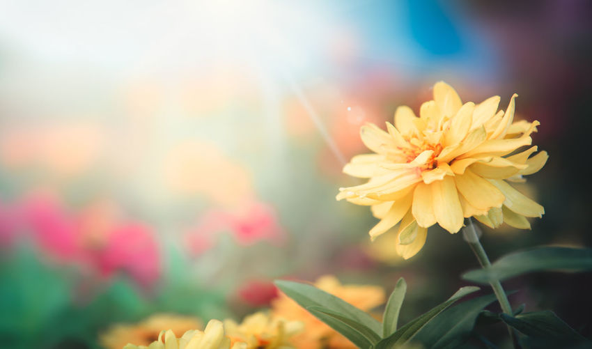 Close-up of yellow flowering plant