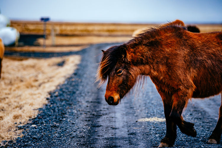 Brown horse walking on road