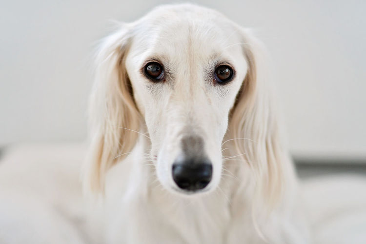Purebred white saluki sighthound or gazehound can trace its roots back to ancient egypt. 