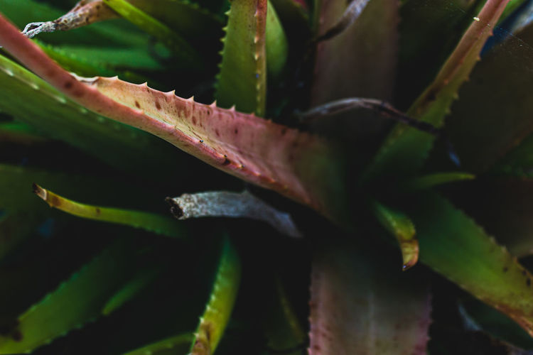 Close-up of aloe-vera plant
