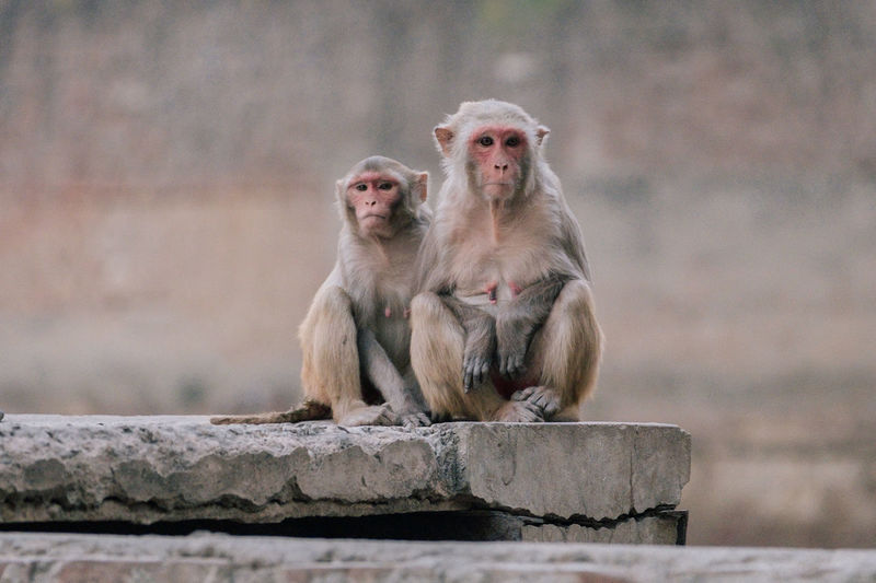 Portrait of monkeys sitting on wall