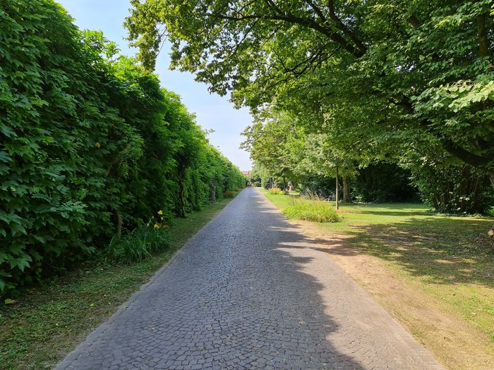 Empty road along trees in park