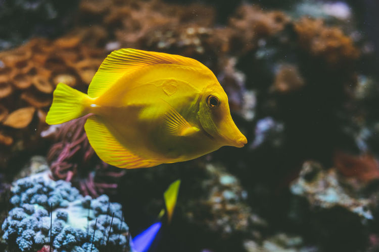 Close-up of yellow tang swimming in aquarium