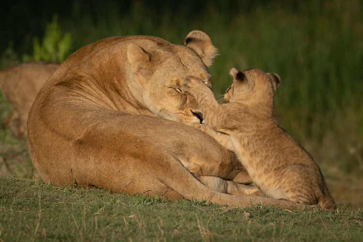 Lioness with cub playing at field