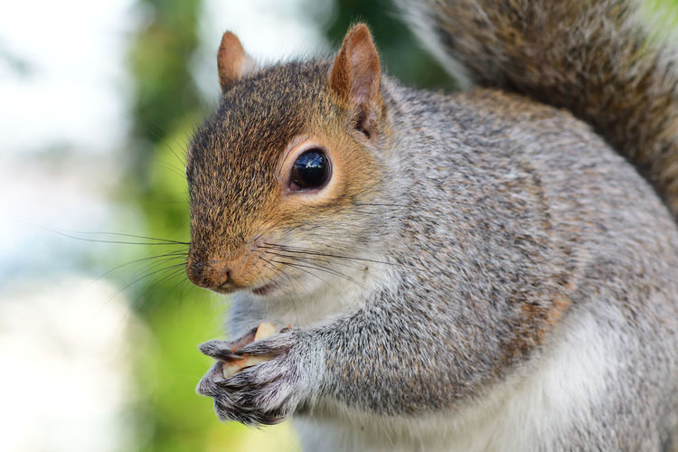 Close up portrait of a grey squirrel eating a nut