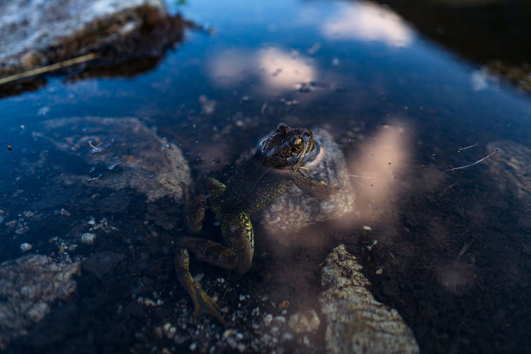 Frog and clouds in water reflection