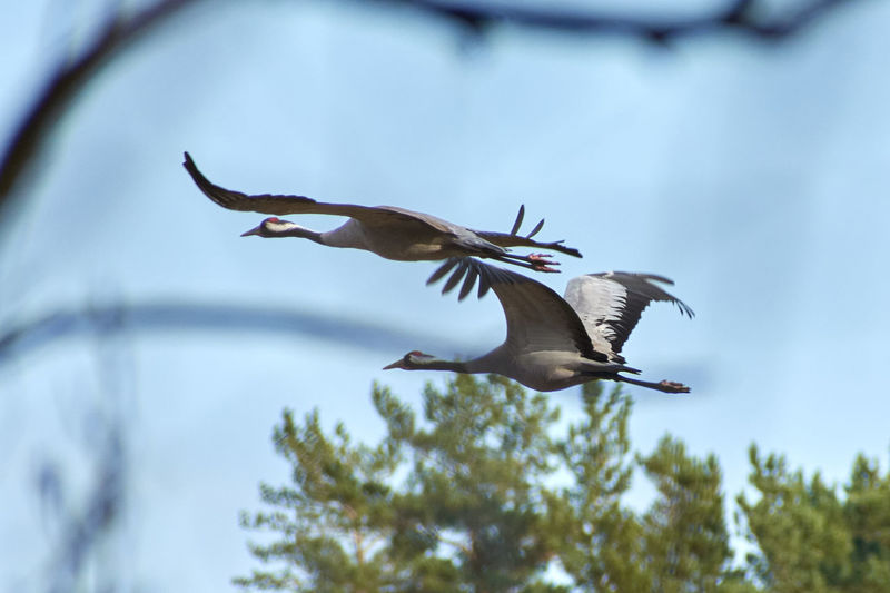 Two common cranes flying together