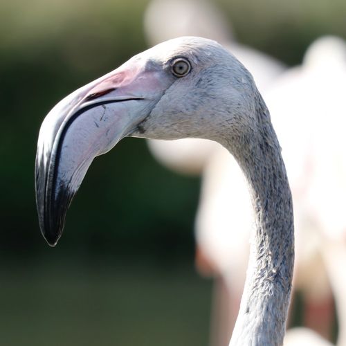 Close-up of a bird