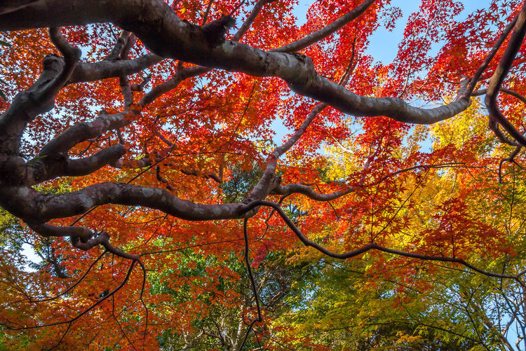 Low angle view of tree in autumn