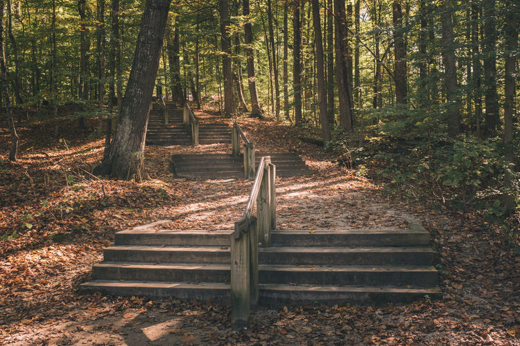 Steps amidst trees in forest during autumn
