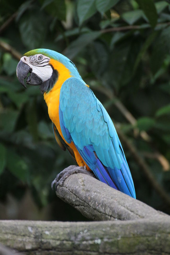 blue parrot 650
