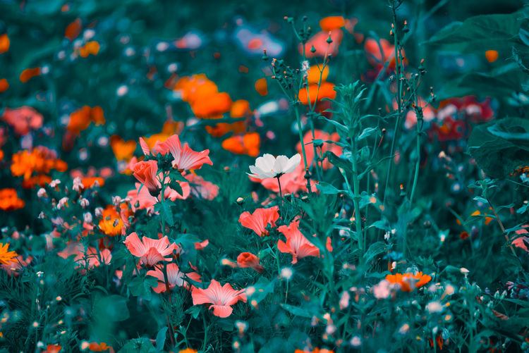 Close-up of red flowers