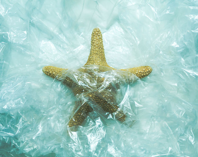 High angle view of starfish in plastic, plastic in the ocean, save the oceans