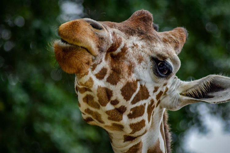 Close-up of giraffe outdoors