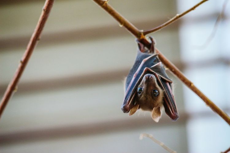Close-up of bat hanging on branch