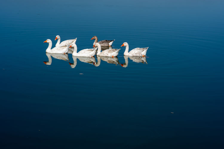 Ducks swimming in lake