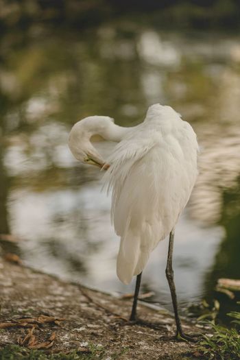 White heron on lakeshore