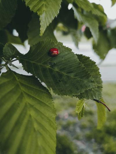Close-up of ladybug on leaf