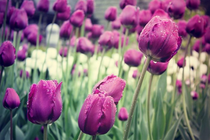 Close-up of wet purple tulips growing on field