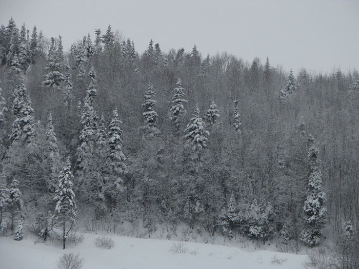 Trees on snow field during winter