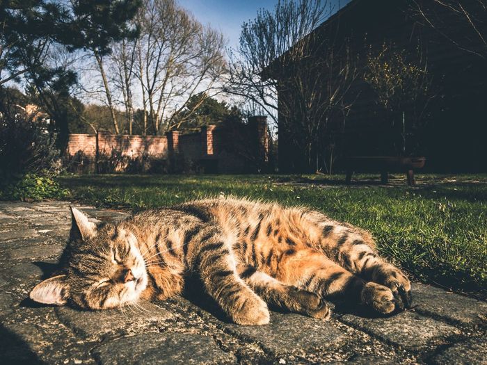 Cat relaxing in garden