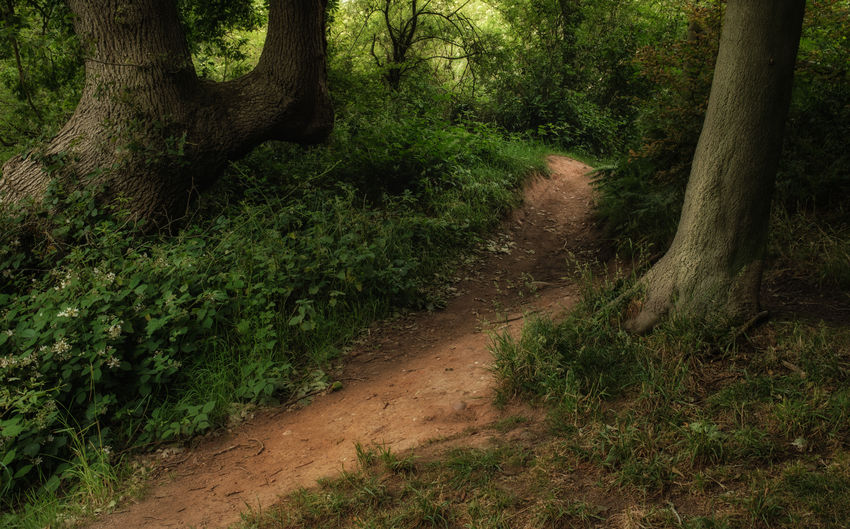 Footpath amidst trees in forest