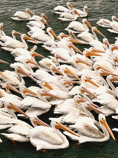 High angle view of pelicans swimming in lake