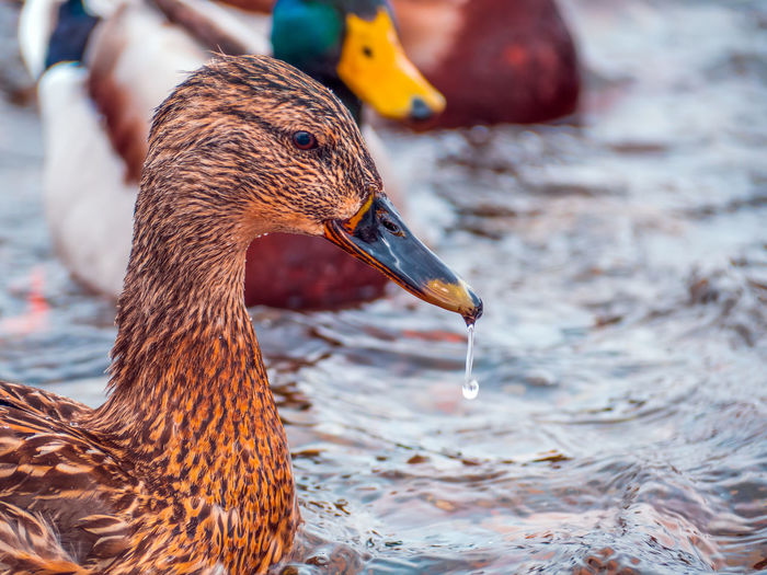 Close-up of duck swimming in lake