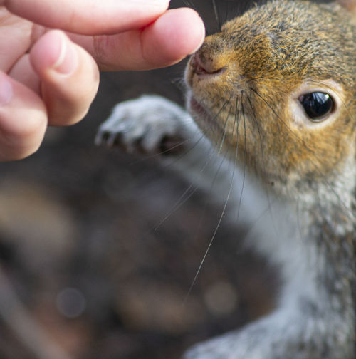 Close-up of hand feeding