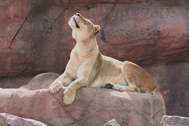 Side view of relaxed lioness looking up
