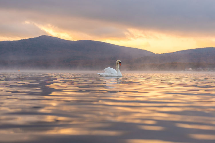 Swan swimming on lake against cloudy sky during sunset