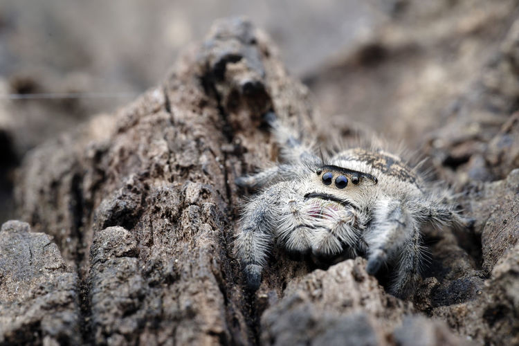 Close-up of animal