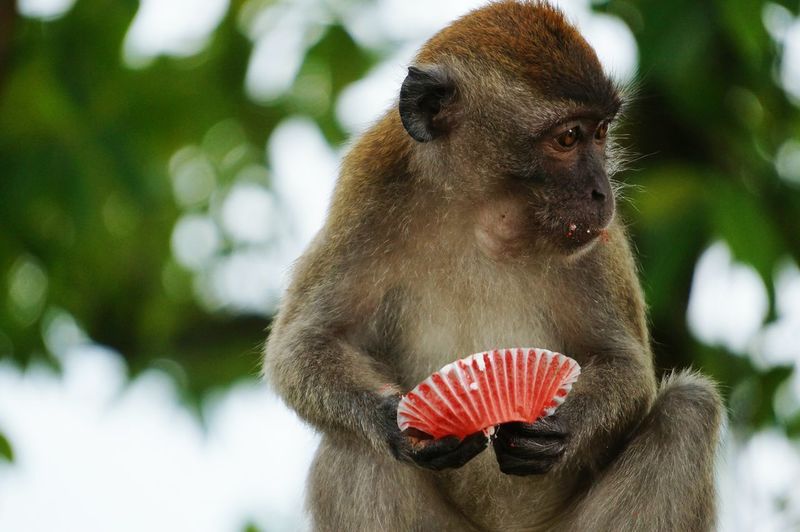 Monkey eating cupcake