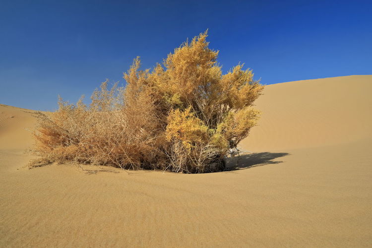 1206 unknown yellowish autumnal dry shrub-badain jaran desert-clear blue sky. inner mongolia-china.