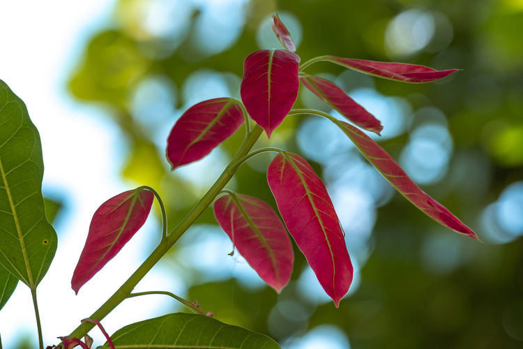 Close-up of red flowering plant leaves