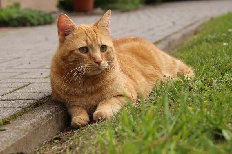 Ginger cat sitting on grass