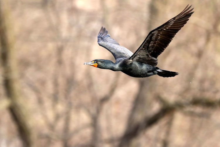 Cormorant fly by