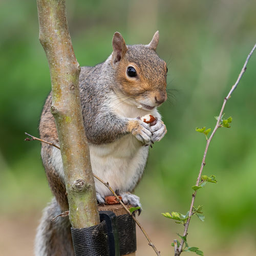 Portrait of an eastern gray squirrel sitting on a wooden post while eating a nut