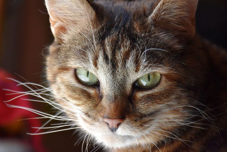 Close-up portrait of a cat