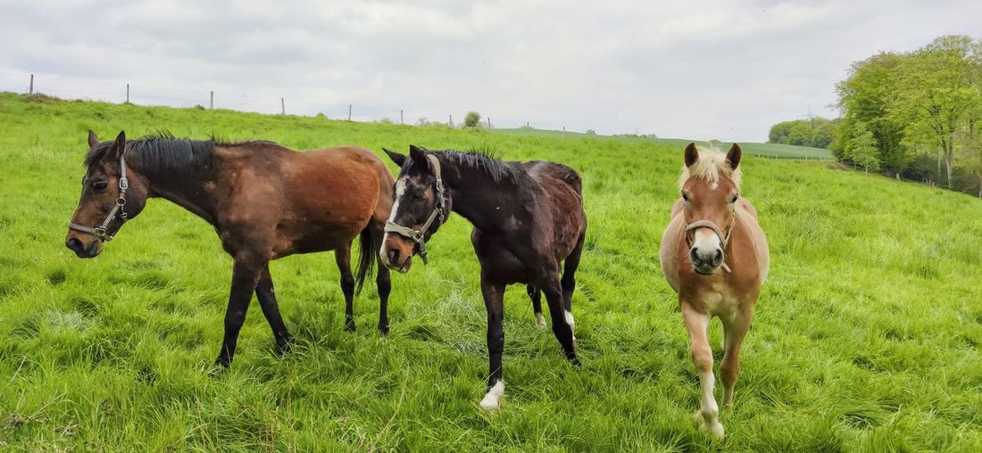 Horse grazing on field