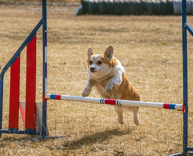 Close-up of a dog