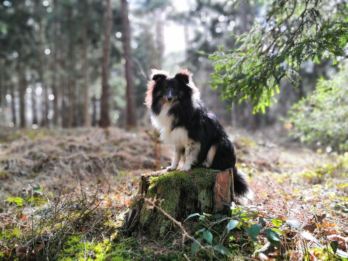 Dog sitting in a forest